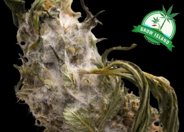 Penész a kannabiszon: felismerés, megelőzés és hatékony kezelés