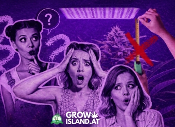 Milyen távol legyen a LED grow lámpa a kannabisztól?