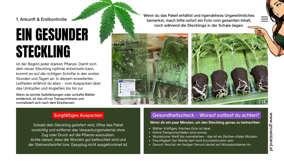 EIN GESUNDER STECKLING