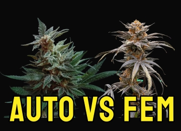 Autoflower vs Feminized ?