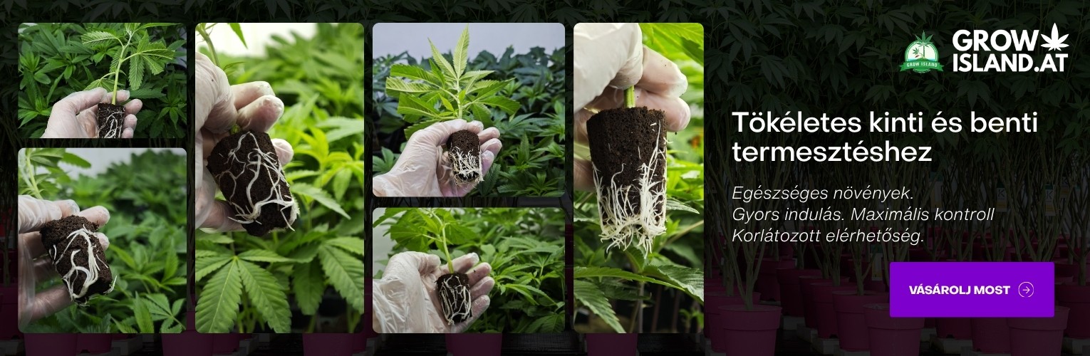 Egészséges növények. Gyors indulás