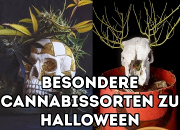 Halloween, Cannabis und besondere Sorten für die dunkle Jahreszeit