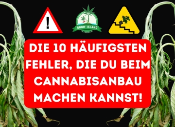 Die 10 häufigsten Fehler, die du beim Cannabisanbau machen kannst!