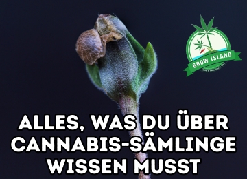 Drei einfache Schritte, um alles über Cannabis-Sämlinge zu lernen