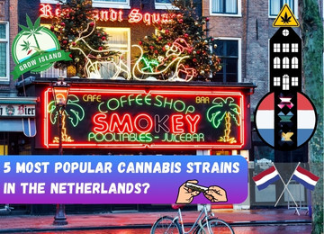 Want to know which are the 5 most popular cannabis strains in the Netherlands?