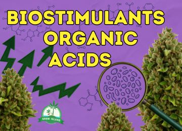 Organic acids: The future of cannabis biostimulants?