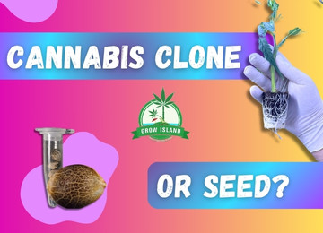 Seedling or Seed? The Cannabis Grower’s Dilemma – and Grow Island is the Solution!