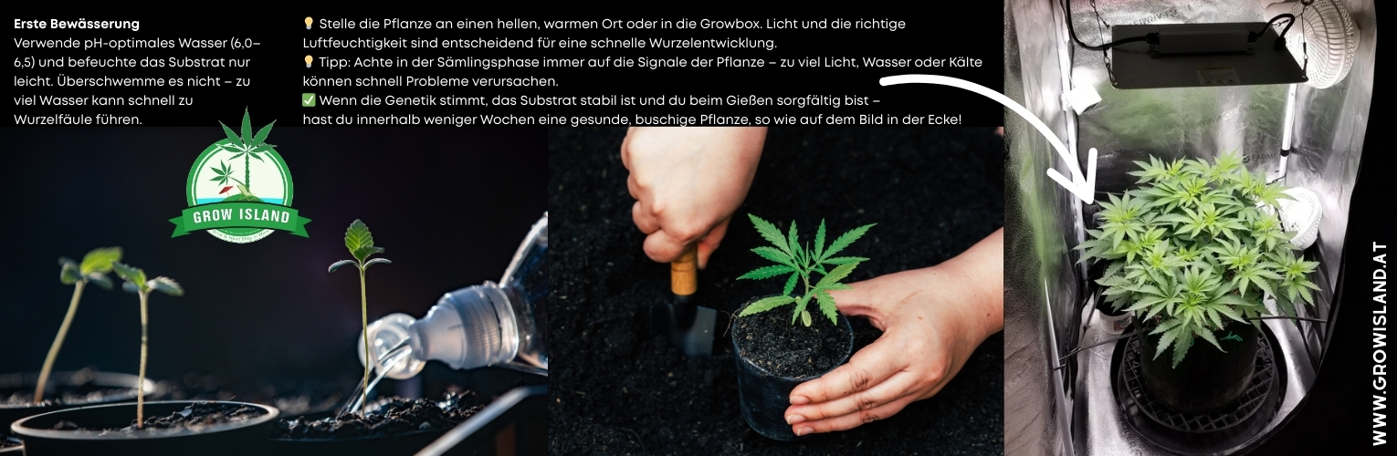 Erste Bewässerung