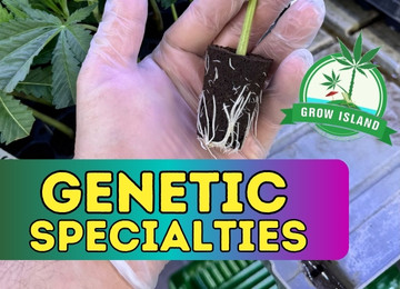 Grow Island: Limited Cannabis Seedlings & Premium Genetics for Spring 2025
