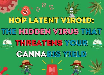 Hop Latent Viroid: The Hidden Threat to Your Cannabis Harvest