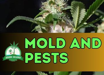 Pests and Mold in Cannabis Cultivation – How to Protect Your Plants