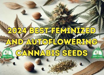 2024 Best Feminized and Autoflowering Cannabis Seeds