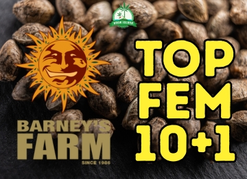 Top 10+1 Feminisierte Samen von Barneys Farm im Jahr 2025