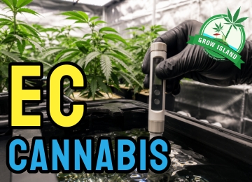 Cannabis EC-Wert – Der komplette Düngeleitfaden