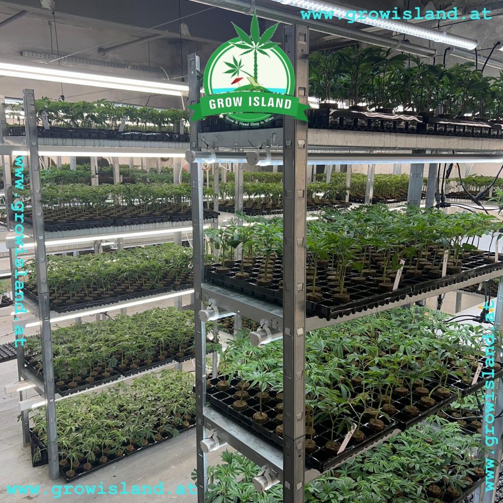 Hanfstecklinge von Grow Island