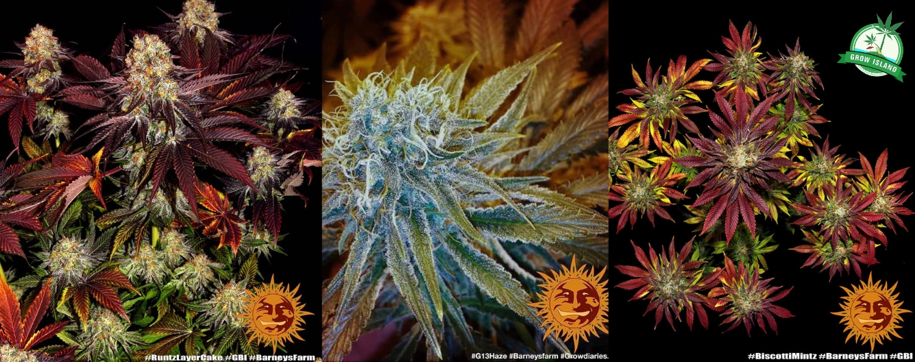 Watermelon Zkittlez