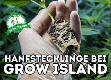 Hanfstecklinge bei Grow Island – Stärke von Anfang an