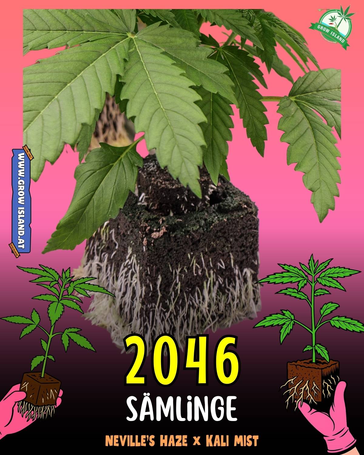 2046 Medical Seeds Sämling