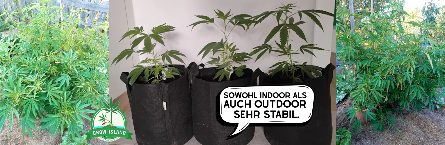 Wachstum indoor & outdoor