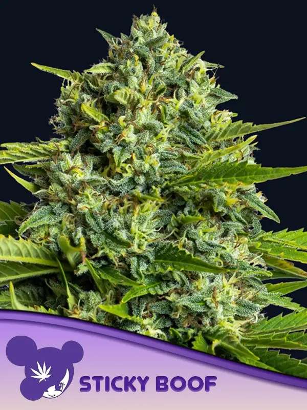Sticky Boof feminisierte Samen von Anesia Seeds