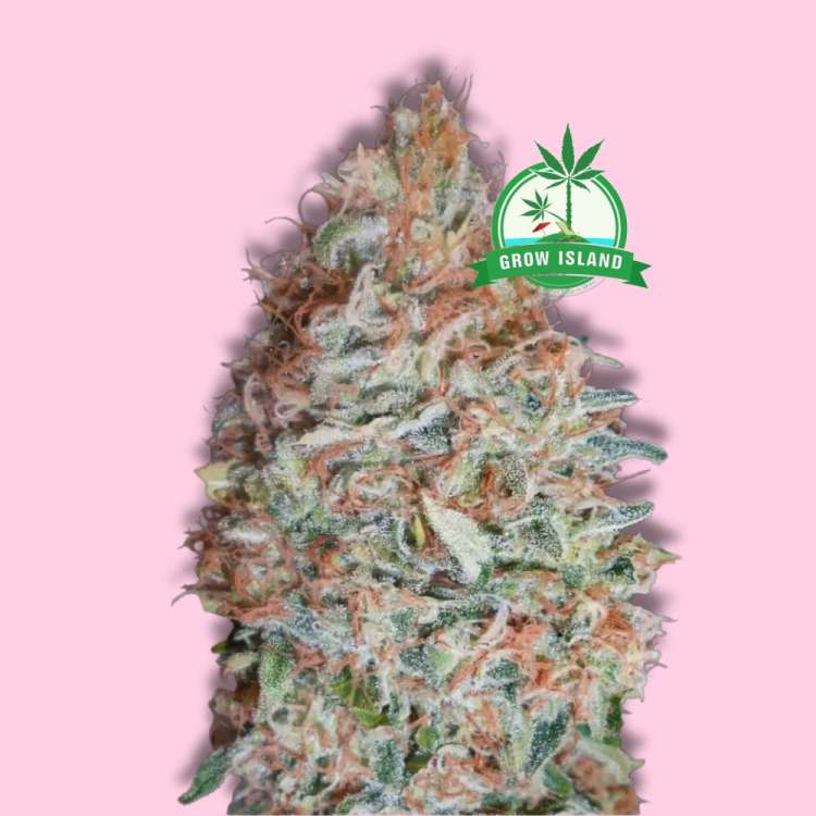 Feminisierte Cannabisblüte der Sorte „Banana Cookies“ von Advanced Seeds vor hellrosa Hintergrund mit grünem Grow Island-Logo in der rechten oberen Ecke.