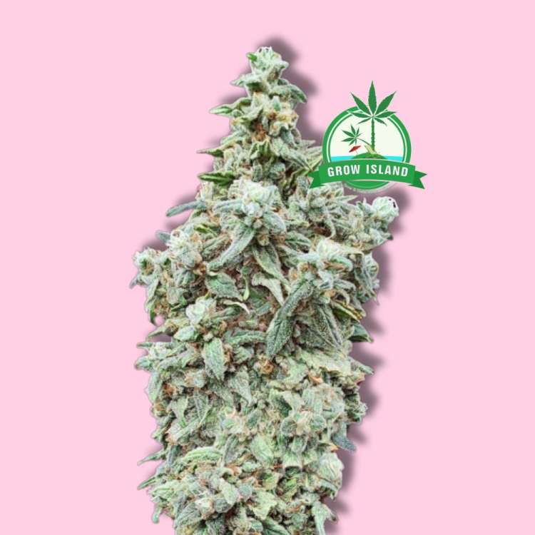 Cherry Pie feminizált kannabisz virágrügy az Advanced Seeds-től, pokolrózsa háttérrel és zöld Grow Island logóval a jobb felső sarokban