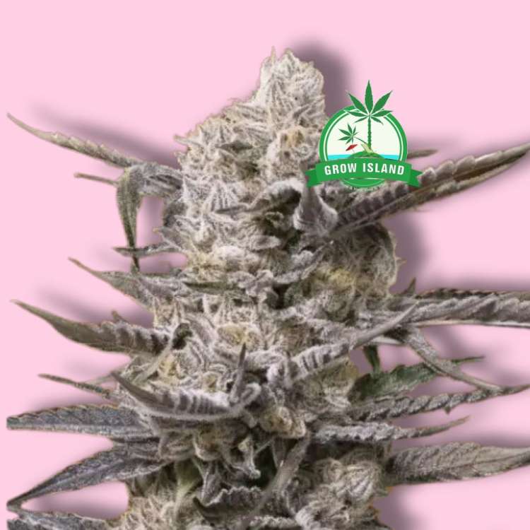 Görögdinnye OG feminizált kannabisz virágrügy az Advanced Seeds-től, élénk rózsaszín háttérrel és zöld Grow Island logóval a jobb felső sarokban