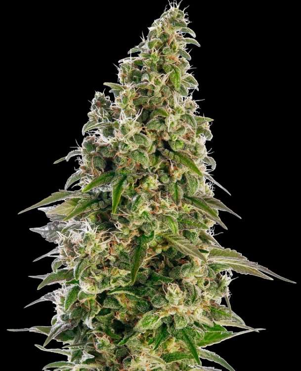 Afghani 1 hemp flower bud