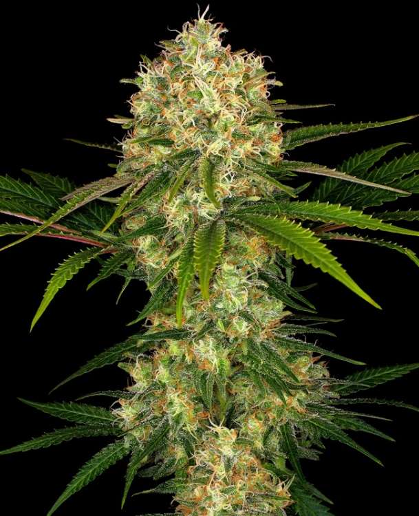 Afghani 1 hemp flower, thicker bud with leafs