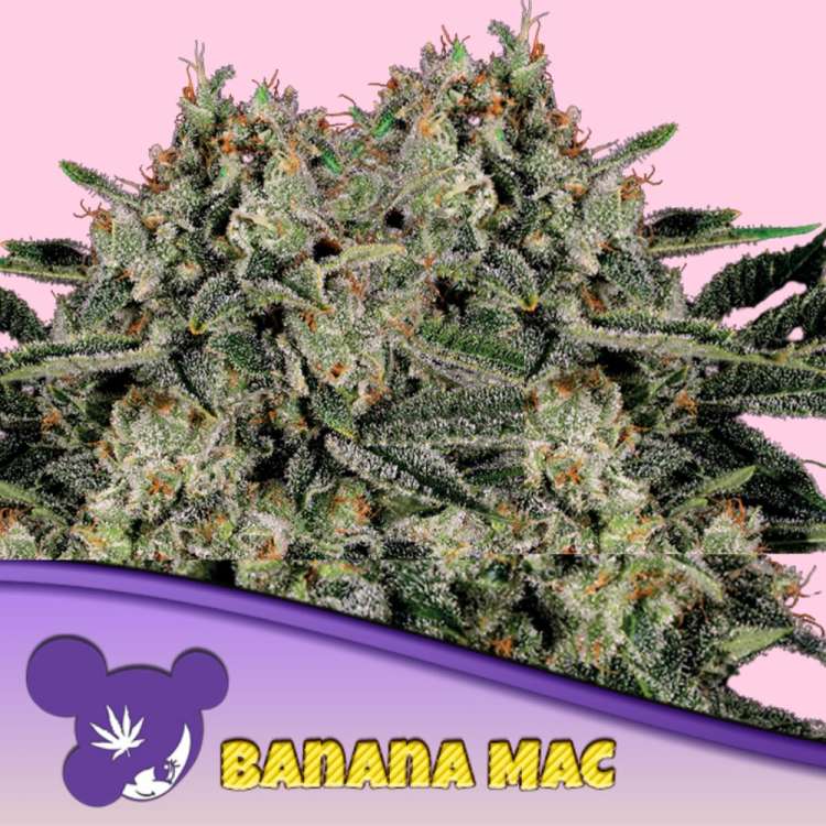 Banana Mac kannabisz virágrügy rózsaszín háttérrel és lila hajú hölgy arc logóval az Anesia Seedtől a bal alsó sarokban