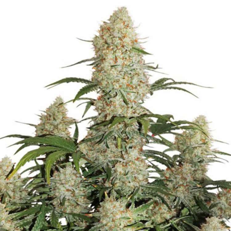 Critical Orange Punch cannabis flower bud
