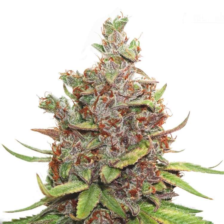 Glueberry O.G cannabis flower bud in purple shade