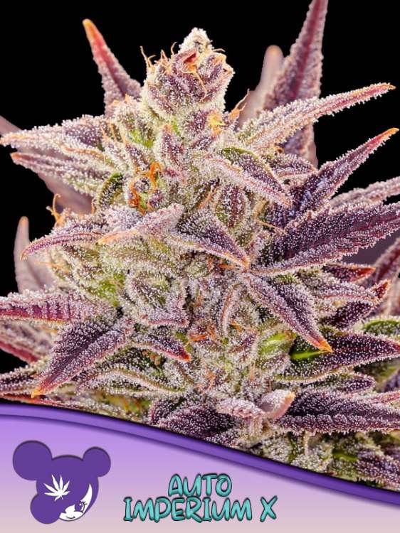 Die Cannabisblüte Imperium X mit violetten Blättern vor schwarzem Hintergrund zeigt das Logo von Anesia Seed mit dem lilahaarigen Gesicht in der linken unteren Ecke.