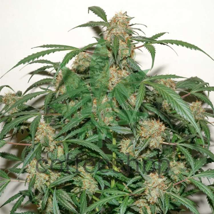 Kerosene Krash cannabis flower bud