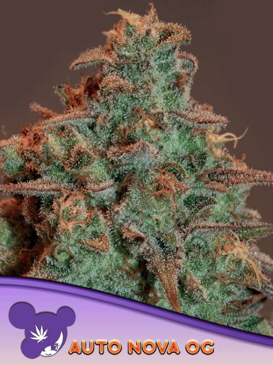 Nova OG Cannabisblüte vor rosafarbenem Hintergrund und dem Logo von Anesia Seed mit lilahaarigem Frauengesicht in der linken unteren Ecke