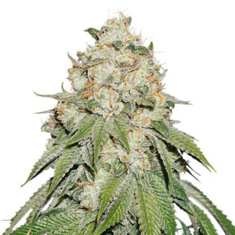 Banana Blaze cannabis flower bud