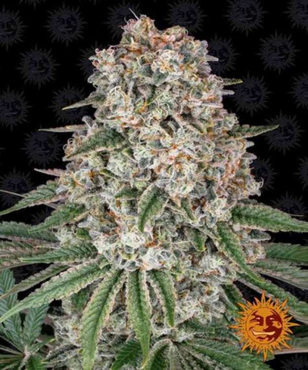 Banana Punch cannabis flower bud with black background and orange barneys farm sun in the right lower corner