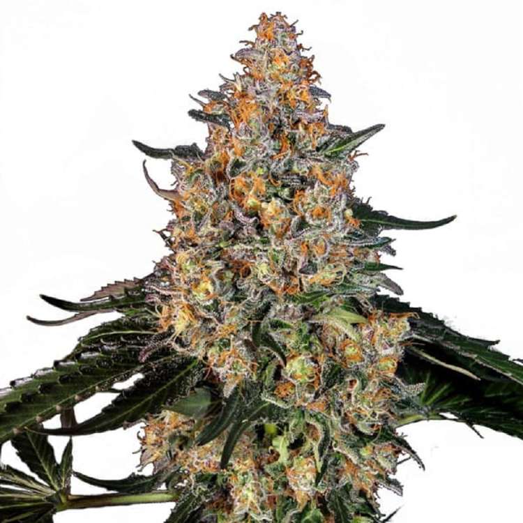 Bubba Kush cannabis flower bud