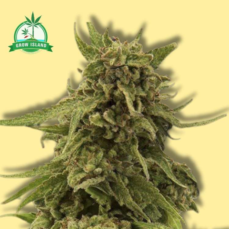 CBD Critical Cure kannabisz virágrügy sárga háttérrel és zöld Grow Island logóval a bal felső sarokban