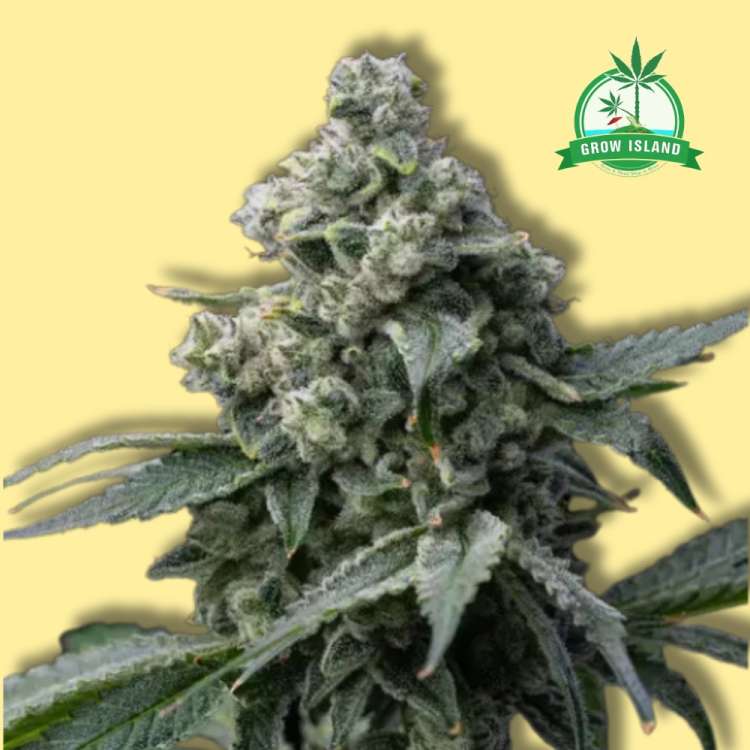 Bruce Banner cannabis flower bud with yellow background and green grow island logo in the upper right corner
