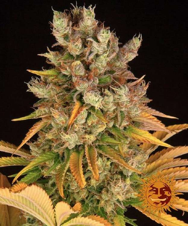 GMO cannabis flower bud with black background and orange barneys farm sun logo in the right lower corner