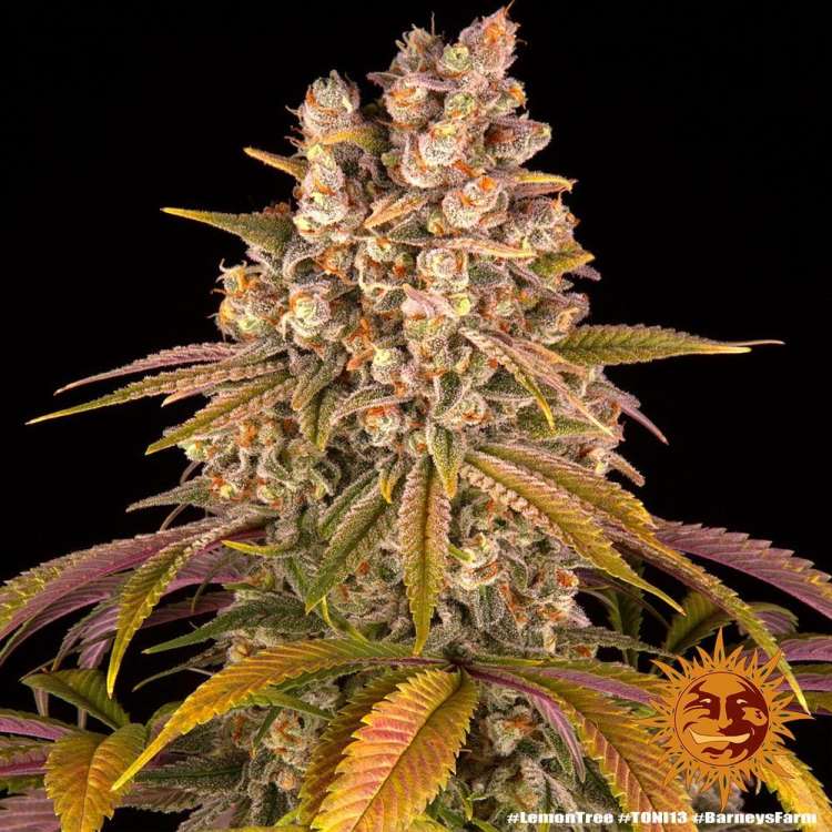 Lemon Tree cannabis flower bud with black background and orange barneys farm sun logo in the right lower corner
