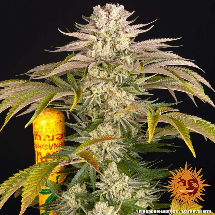 Pineapple Express cannabis flower bud with black background and orange barneys farm sun logo in the right lower corner