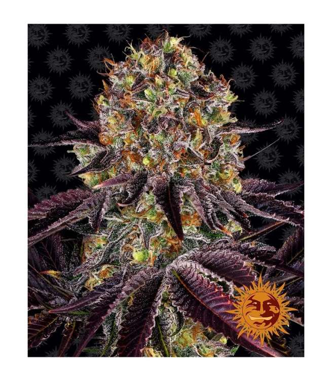 Runtz X Layer Cake cannabis flower bud with black background and orange barneys farm sun logo in the right lower corner