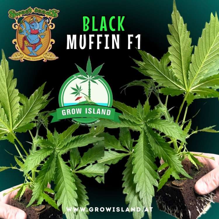 two hands holding two Black Muffin F1 seedling with dark green background, green grow island logo in the middle, sweet seeds elephant logo in the left upper corner, seedling name text in the upper middle