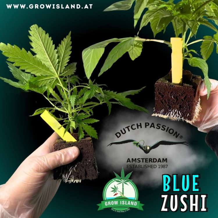 two hands holding two Blue Zushi seedlings with dark green background, green grow island logo in the lower right corner, dutch passion logo in the middle, seedling name text in the lower right corner and growisland.at in the upper left corner