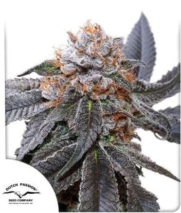 Blue Zushi cannabis flower bud with Dutch Passion logo in the left lower corner