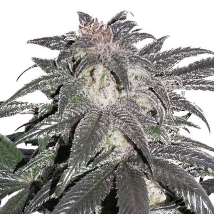 Bubba Island Kush cannabis flower bud
