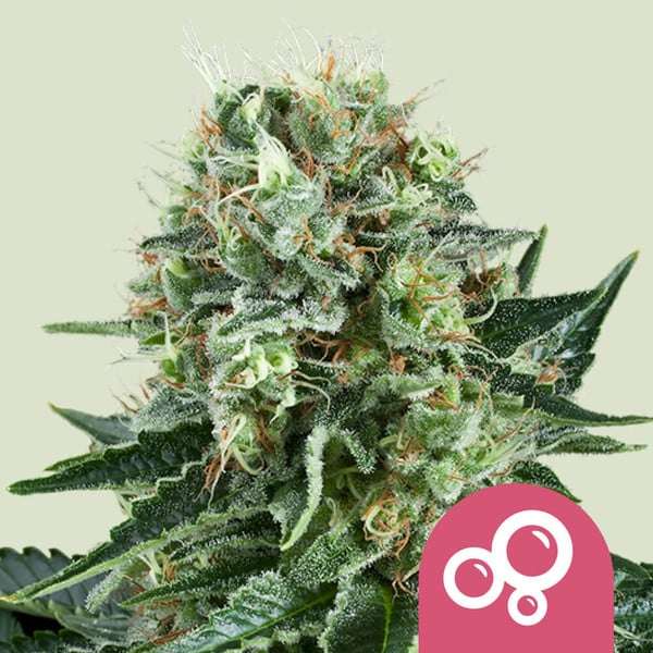 Bubble Kush cannabis flower bud with hell green background