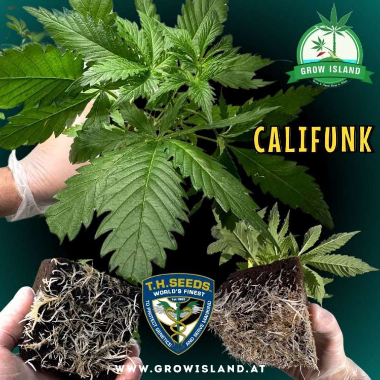 two hands showing 2 Califunk seedling roots and one hand holding a seedling with dark green background, green grow island logo in the upper right corner, T.H. seeds logo in the lower middle, seedling name text in the right middle and growisland.at in the